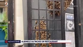 Albinele au închis un restaurant
